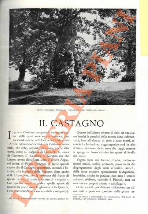 POLI Aser - - Il castagno