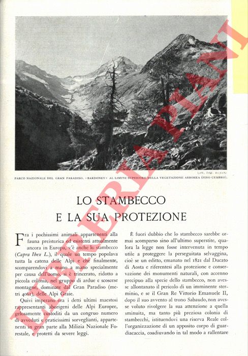 BETER Ugo - - Lo stambecco e la sua protezione.