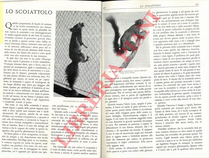 A.M. - - Lo scoiattolo.