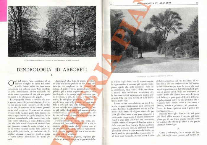 PAVARI Aldo - - Dendrologia ed arboreti.