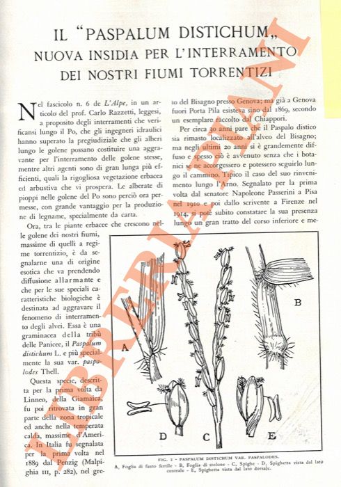 FIORI Adriano - - Il 'Paspalum distichum'. Nuova insidia per l'interramento dei nostri fiumi torrentizi.