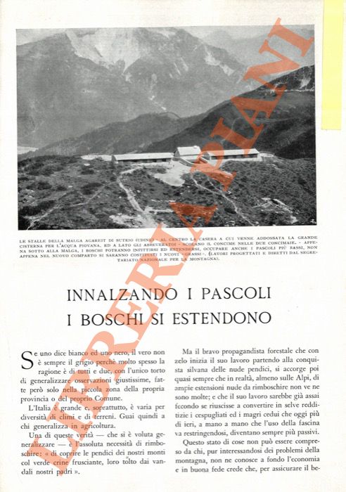 FRIEDMANN Giovanni - - Innalzando i pascoli, i boschi si estendono.