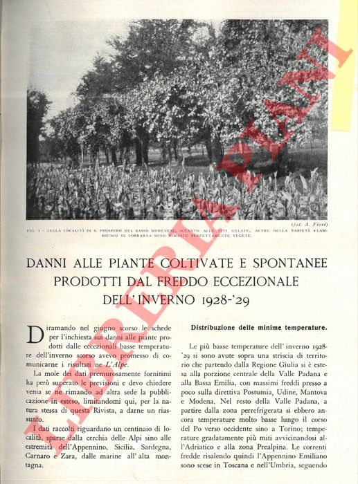 FIORI Adriano - - Danni alle piante coltivate e spontanee prodotti da altre due eccezionali dell'inverno 1928-29.