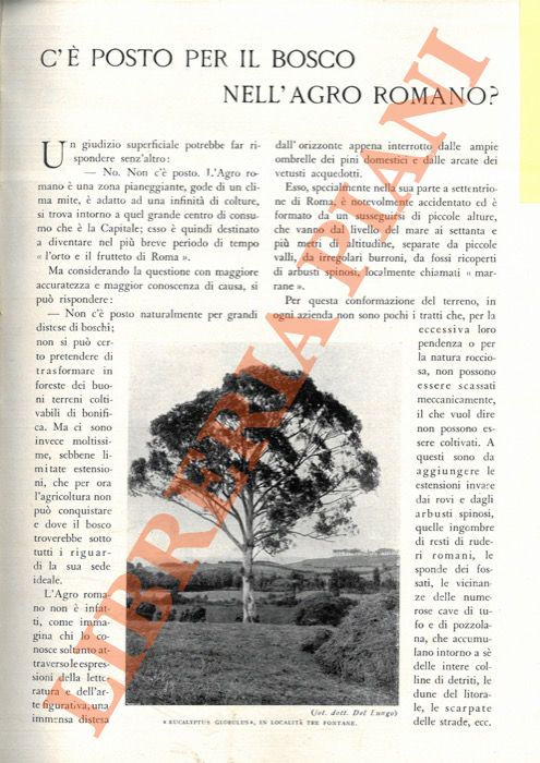 DEL LUNGO A. - - C' posto per il bosco nell'Agro Romano?.