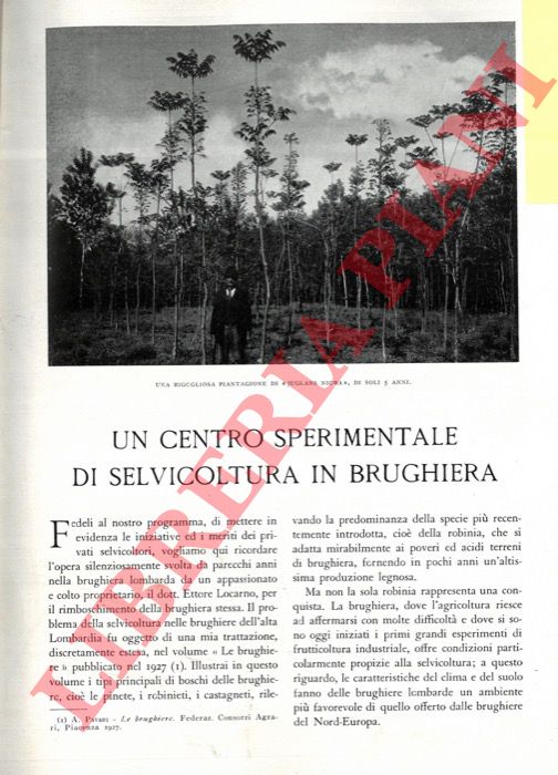 PAVARI Aldo - - Un centro sperimentale di selvicoltura in brughiera.