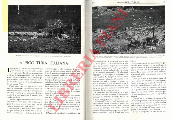PALLOTTA Francesco - - Alpicoltura italiana.