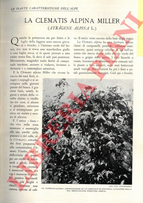 FRIEDMANN Giovanni - - La Clematis Alpina Miller (Atragene alpina L.).