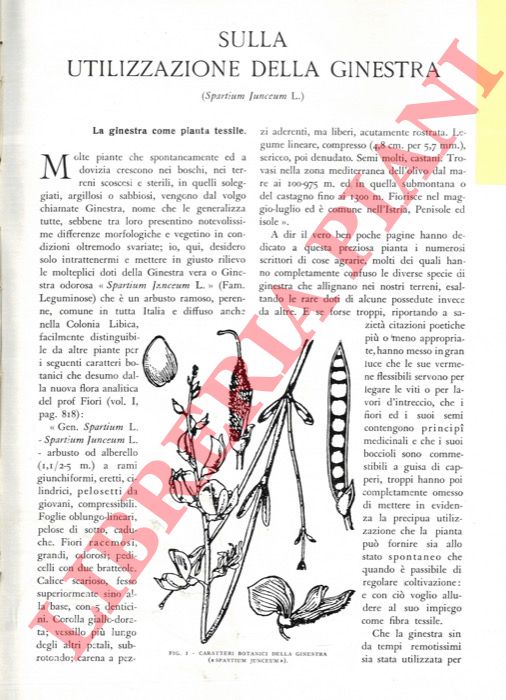PUECHER PASSAVALLI Luigi - - Sulla utilizzazione della ginestra.