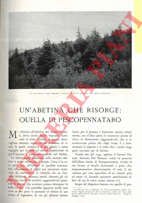 BONTEMPO Etaliano - - Un'abetina che risorge: quella di Pescopennataro.
