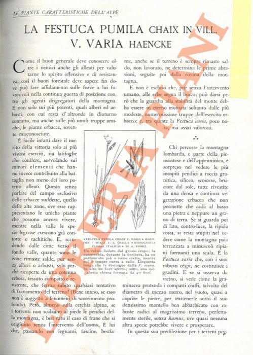 FRIEDMANN Giovanni - - La 'Festuca Pumila Chaix in Vill. V. Varia Haencke'