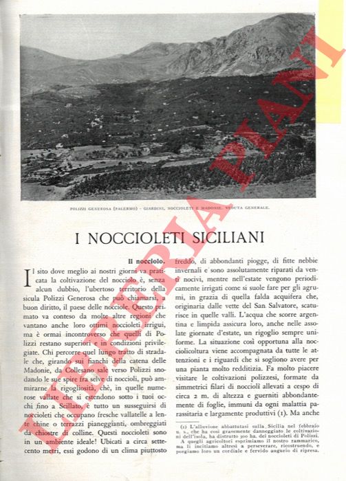 CAVALLARO Vincenzo - - I noccioleti siciliani.