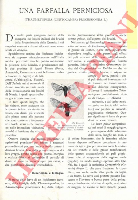 BANTI Adolfo - - Una farfalla perniciosa.