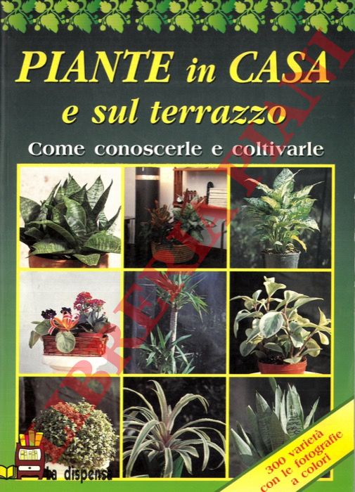 GELIO Pietro Paolo - - Piante in casa e sul terrazzo.