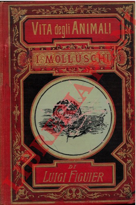 FIGUIER Luigi - - I molluschi e i zoofiti.