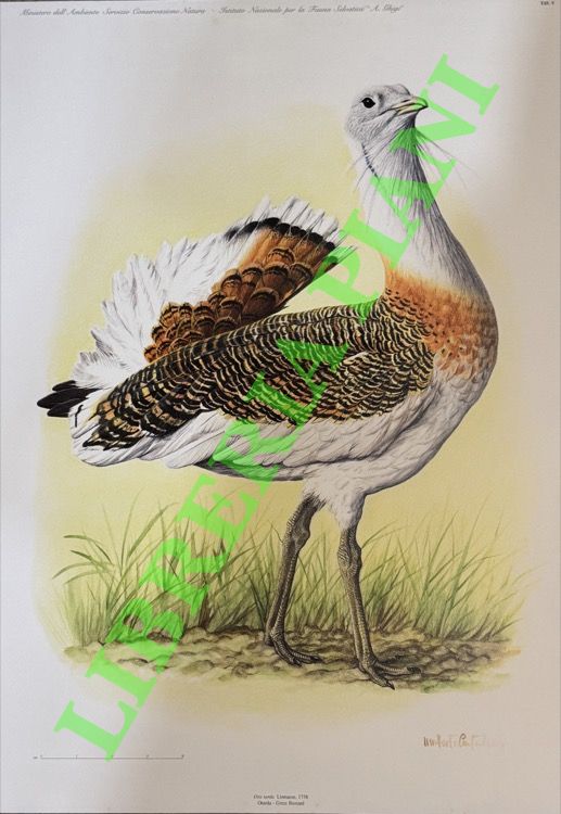 SPAGNESI Mario - SERRA Lorenzo - - Iconografia degli uccelli d'Italia. Iconography of italian birds. Tavole di Umberto Catalano. Vol. III. Gruiformes, Charadriiformes, Pterocliformes, Columbiformes, Cuculiformes, Strigiformes, Caprimulgiformes, Apodiformes, Coraciiformes, Piciformes.