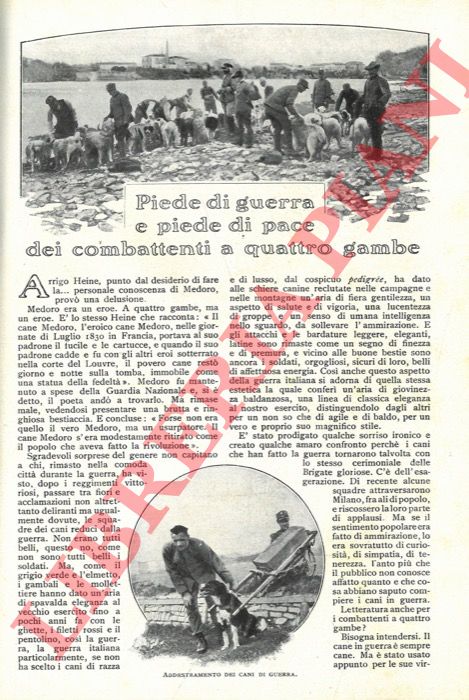 SPLENDORI A. - - Piede di guerra e piede di pace dei combattenti a quattro gambe.
