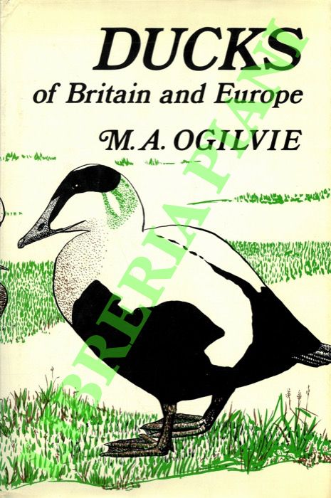 OGILVIE M. A. - - Ducks of Britain and Europe.