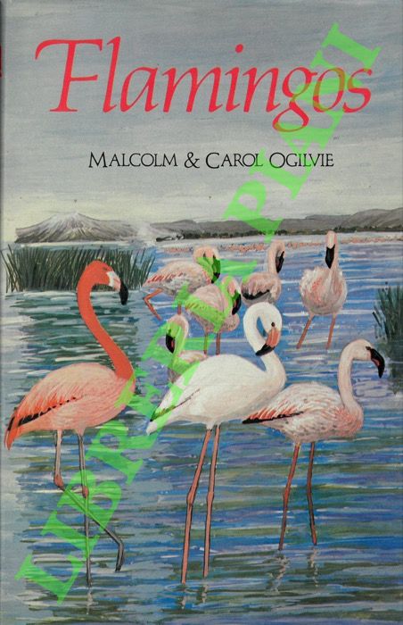 OGILVIE Malcon & Carol - - Flamingos.