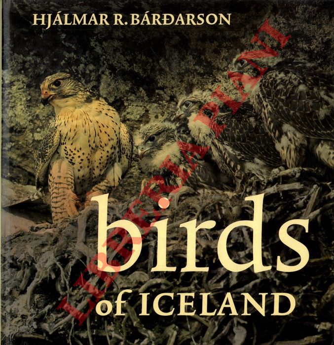 BARDARSON Hjalmar R. - - Birds of Iceland.