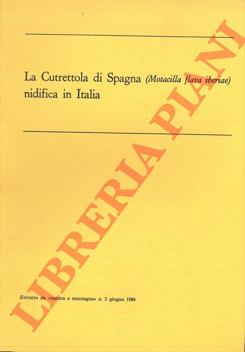 (ZARRELLI Roberto) - - La Cutrettola di Spagna (motacilla flavia iberiae) nidifica in Italia.