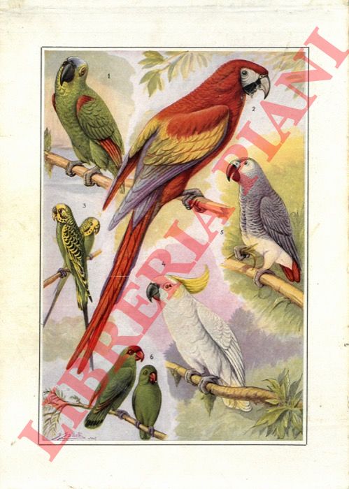 BREHM Alfred Edmund - - Nel regno degli animali.