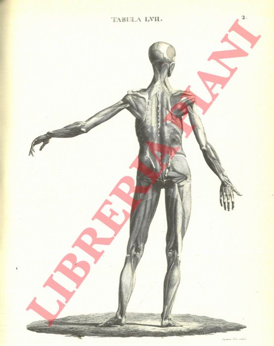 LEOPOLDO Marco Antonio -  Caldani Floriano - - Icones anatomicae quotquot sunt celabratories ex optimis neotericum operibus depromtae et collectae.