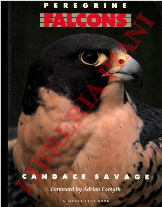 SAVAGE Candace - - Peregrine falcons.