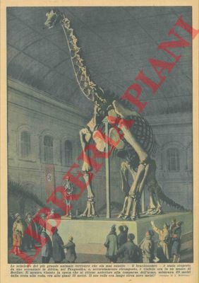 BELTRAME A. - - Lo scheletro del pi grande animale terrestre che sia mai esistito - il brachiosauro -  stato scoperto da uno scienziato in Africa.