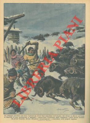 BELTRAME A. - - Mandrie di buoi muschiati assalgono i villaggi dell'Alaska.