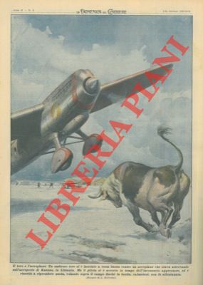 BELTRAME A. - - Toro si lancia contro un aeroplano. Il pilota fortunatamente riesce a prendere quota.