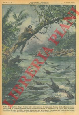 BELTRAME A. - - Nella loro marcia lungo i fiumi che attraversano le immense foreste della Malesia, verso Singapore, le forze giapponesi hanno incontrato masse di coccodrilli.