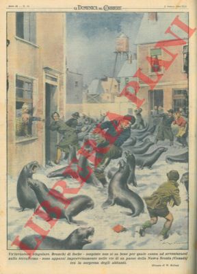MOLINO W. - - Branchi di foche sono apparse improvvisamente nelle vie di un paese della Nuova Scozia (Canad).
