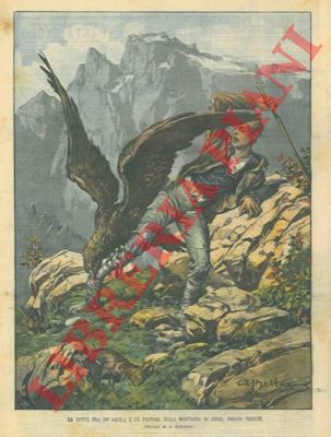 BELTRAME A. - - Lotta tra aquila e pastore sulla montagna di Zerie presso Trieste.