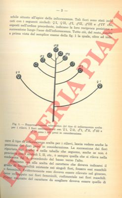 MEROLA Aldo - - Il gradiente femminile nelle infiorescenze di Akebia quinata Decne (Lardizabalaceae).