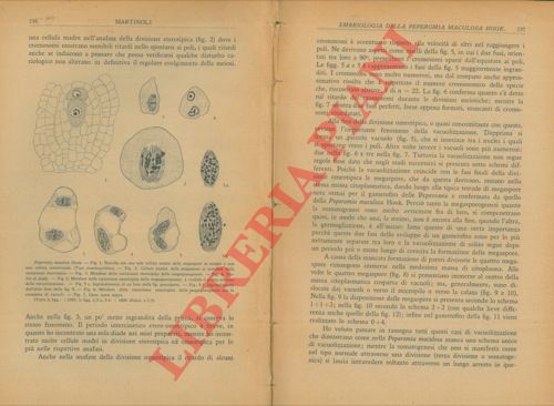 MARTINOLI Giuseppe - - Embriologia della Peperomia maculosa Hook.