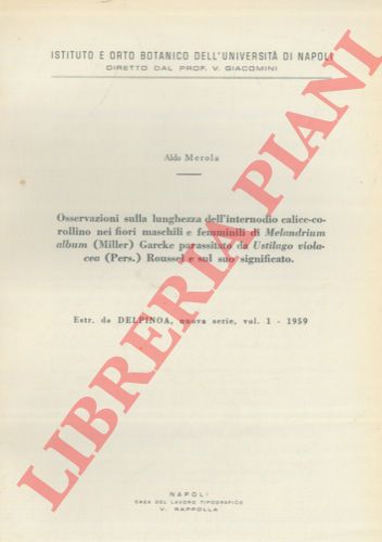 MEROLA Aldo - - Osservazioni sulla lunghezza dell' internodio calice-corollino nei fiori maschili e femminili di Melandrium album (Miller) Garcke parassitato da Ustilago violacea (Pers.) Roussel e sul suo significato.