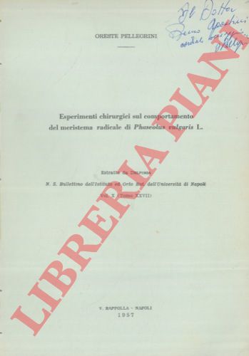 PELLEGRINI Oreste - - Esperimenti chirurgici sul comportamento del meristema radicale di Phaseolus vulgaris L.