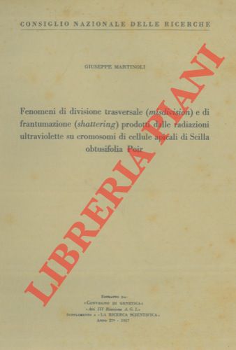 MARTINOLI Giuseppe - - Fenomeni di divisione trasversale (misdivision ) e di frantumazione (shattering ) prodotti dalle radiazioni ultraviolette su cromosomi di cellule apicali di Scilla obtusifolia Poir.