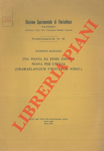 MACCARIO Giuseppe - - Una pianta da fiore esotica, nuova per l'Italia (Chamaelaucium uncinatum Schau.)