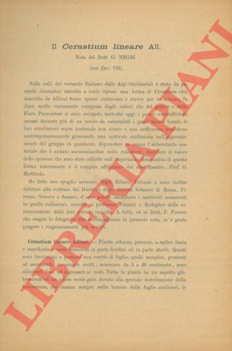 NEGRI Giovanni - - Il Cerastium lineare All.