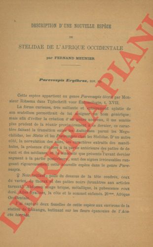 MEUNIER Fernand - - Description d'une nouvelle espce de stelidae de l'Afrique occidentale.