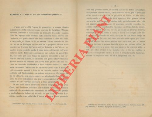 FANZAGO F. - - Nota sul nido del Gephilus flavus.