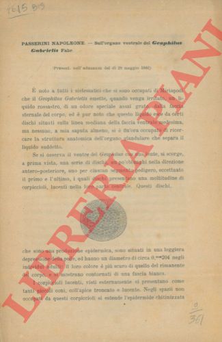 PASSERINI Napoleone - - Sull'organo ventrale del Geophilus gabrielis Fabr.