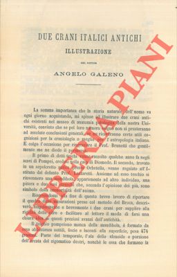 GALENO Angelo - - Due crani italici antichi. Illustrazione.