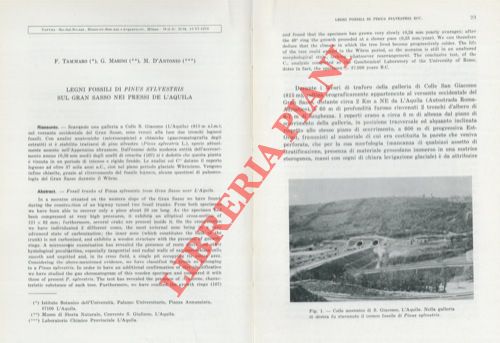 TAMMARO F. - MARINI G. - D'ANTONIO M. - - Legni fossili di Pinus sylvestris sul Gran Sasso nei pressi de L'Aquila.