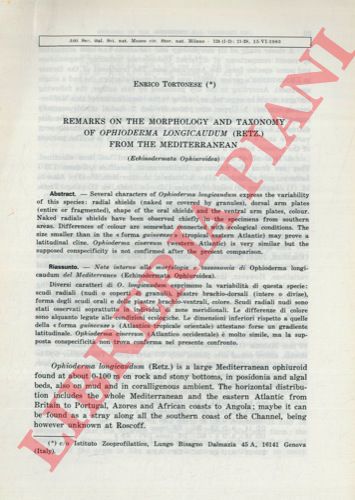 TORTONESE Enrico - - Remarks on the morphology and taxonomy of Ophiderma longicaudum (retz.) from the mediterranean. (Echinodermata Ophiuroidea).