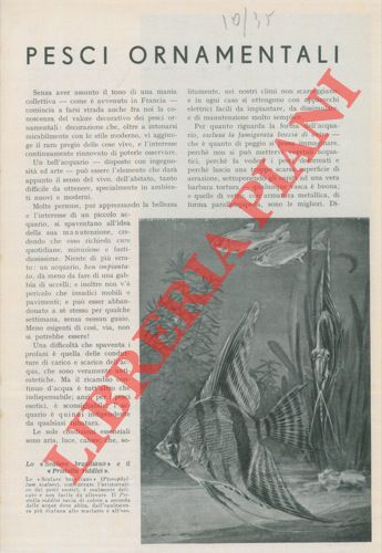 MANFREDI Paola - - Pesci ornamentali