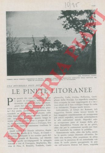 BASSI Vincenzo - - Le pinete litoranee.