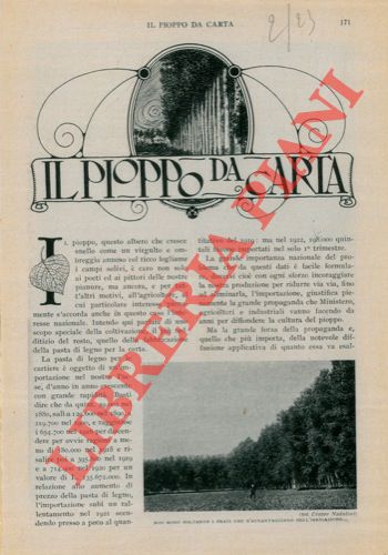 FROVA Giuseppe - - Il pioppo da carta.