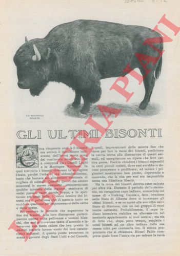 - - Gli ultimi bisonti.